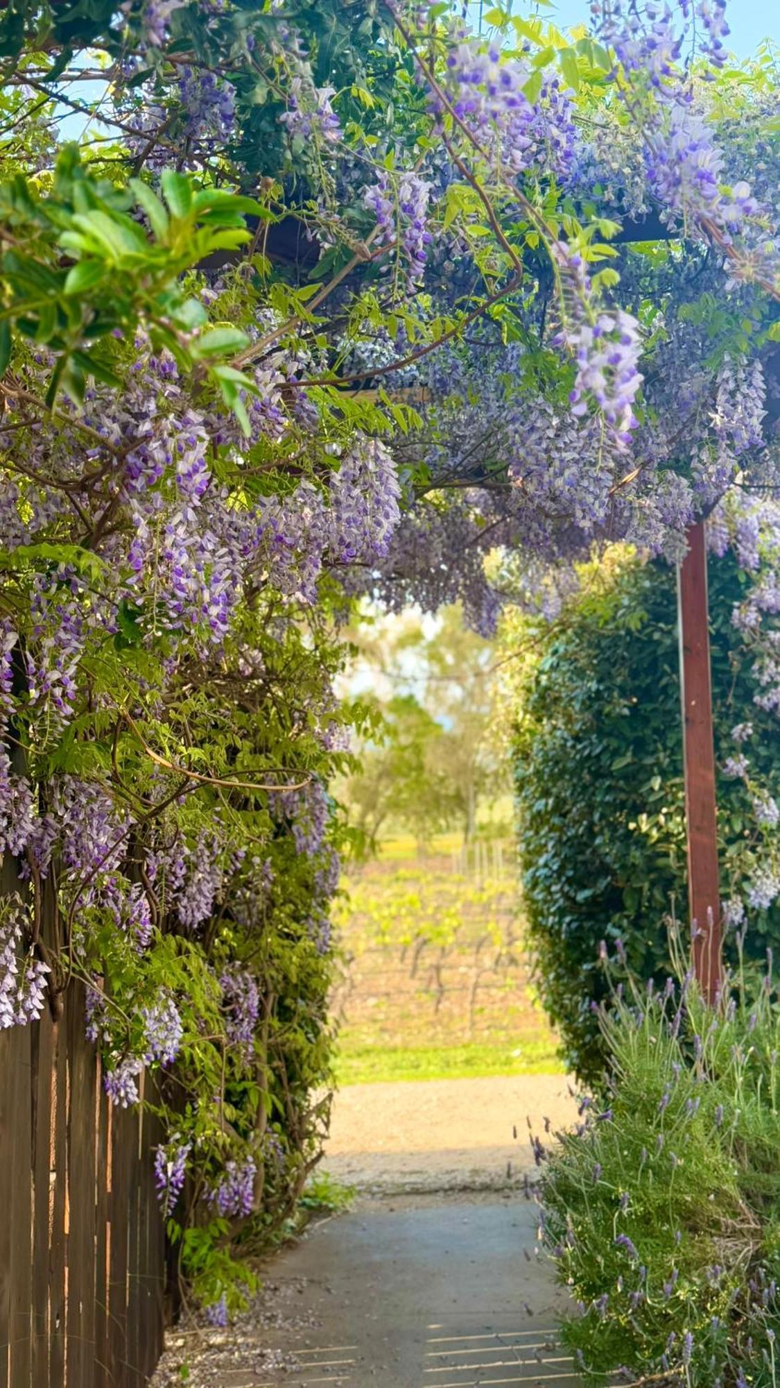 Is Cheas Wine Farm Boutique Hotel San Vero Milis Eksteriør billede